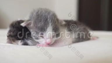 搞笑视频两只可爱的新生小猫在床上集体睡觉.. 宠物概念宠物概念。 小猫条纹睡眠
